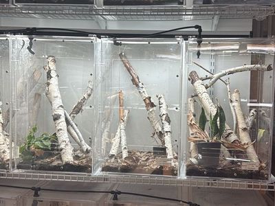 Reptile enclosures