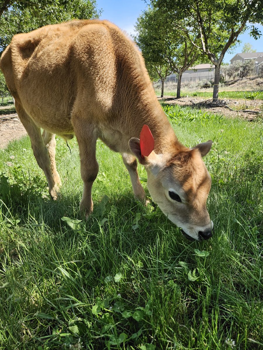 Jersey Steer Calves Pasture Calf