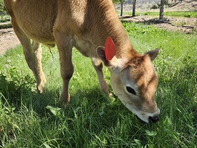 Jersey Steer Calves Pasture Calf