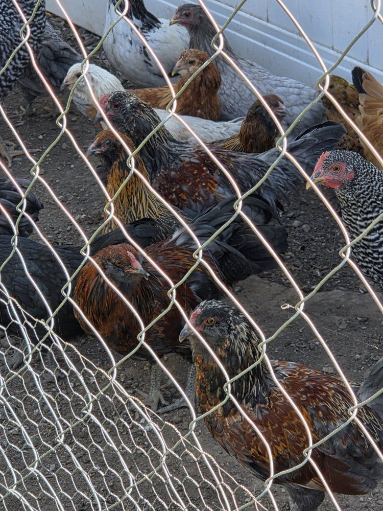 11 bantam Americanas