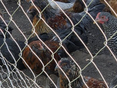 11 bantam Americanas