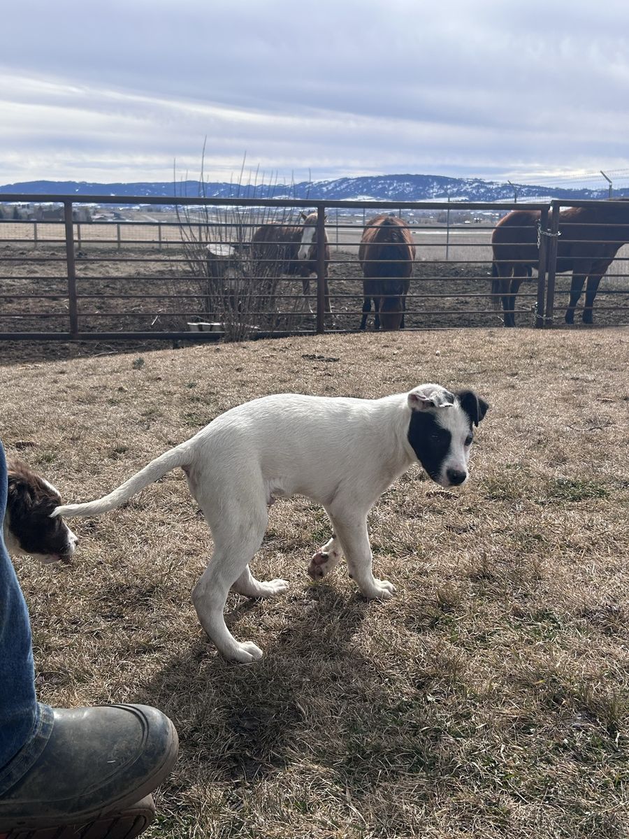 3/4 Border Collie 1/4 Pitbull Puppies!
