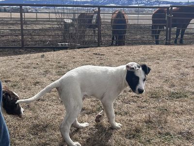 3/4 Border Collie 1/4 Pitbull Puppies!