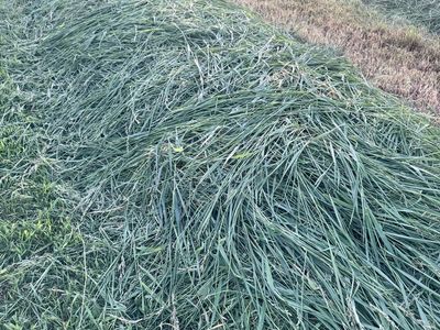 Fresh Cut Grass Hay- Premium Quality Feed for Livestock - Farm Fresh Bales