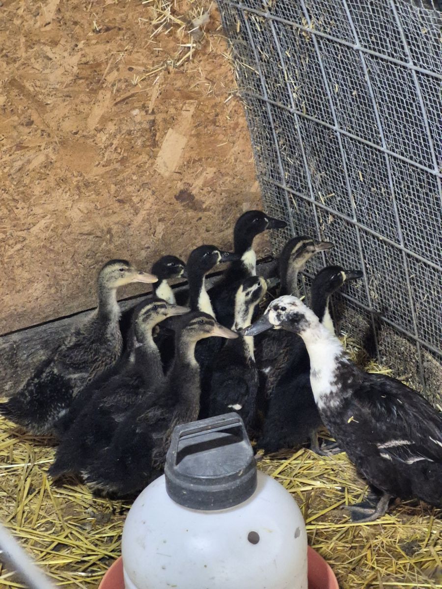 5 week old ducklings in Heber City