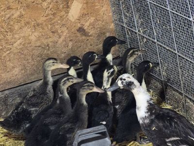 5 week old ducklings in Heber City