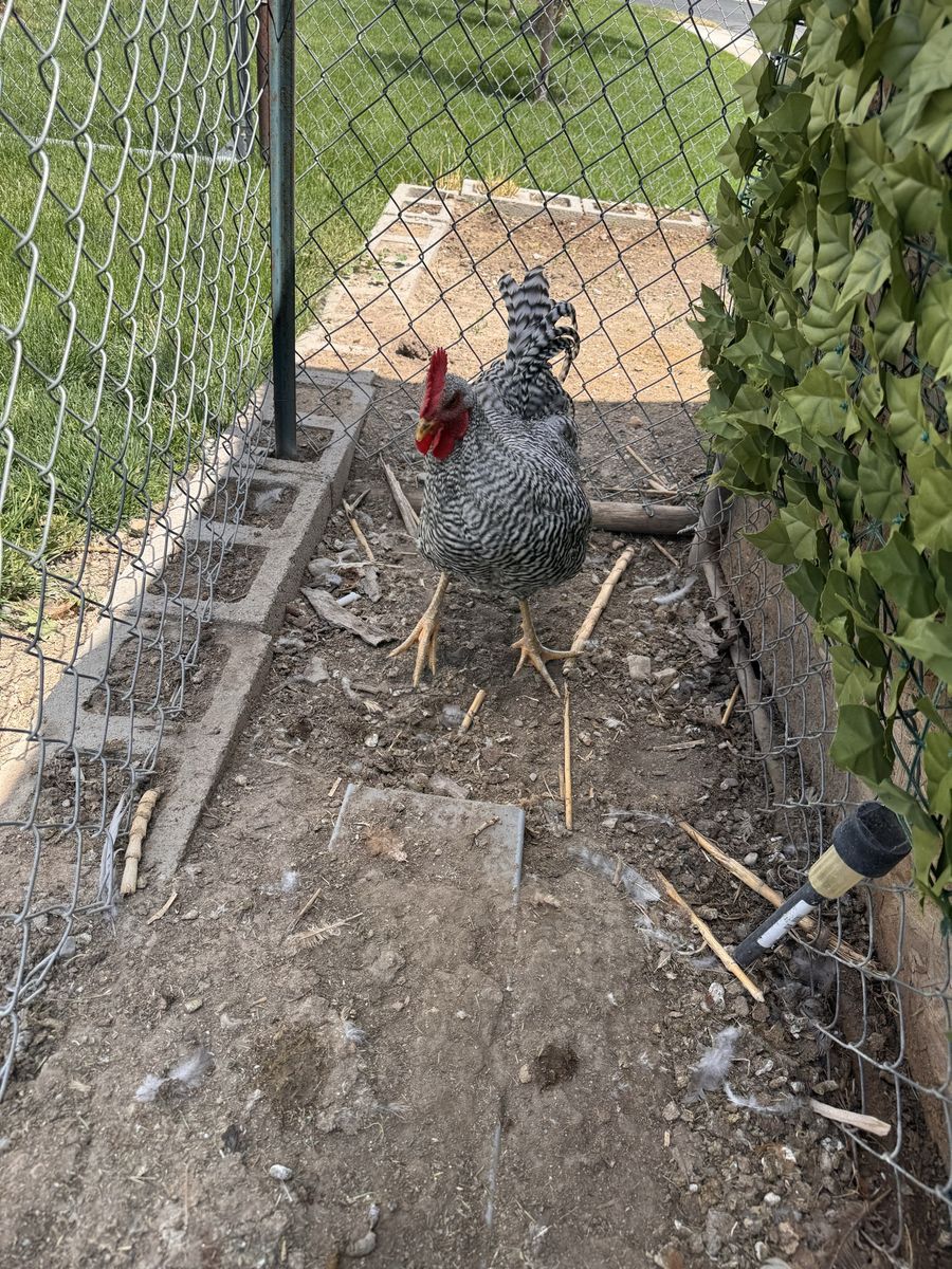 Rooster
