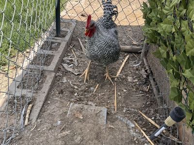 Rooster