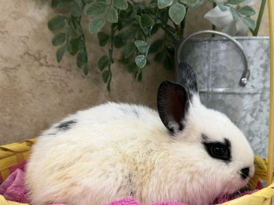 Easter Bunnies are here!