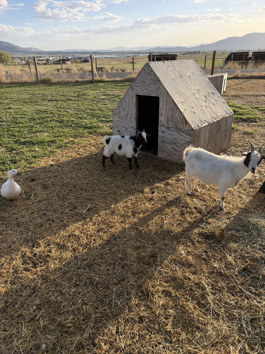 Goats for sale small to mid