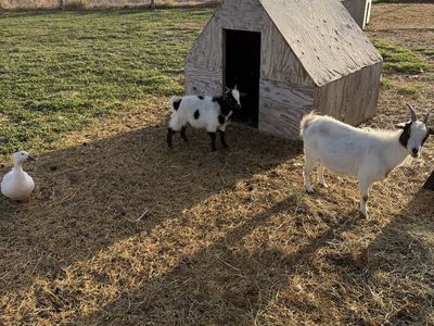 Goats for sale small to mid