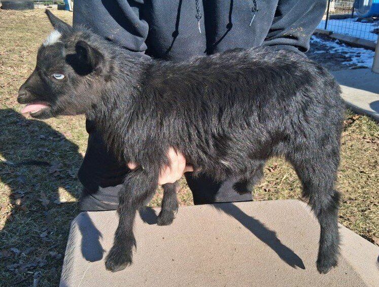 Fainting Doeling goats