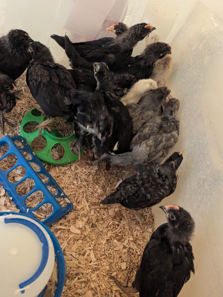 Chicks For Sale