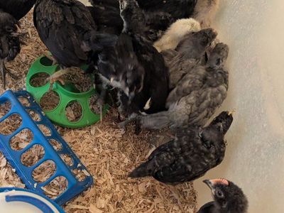 Chicks For Sale