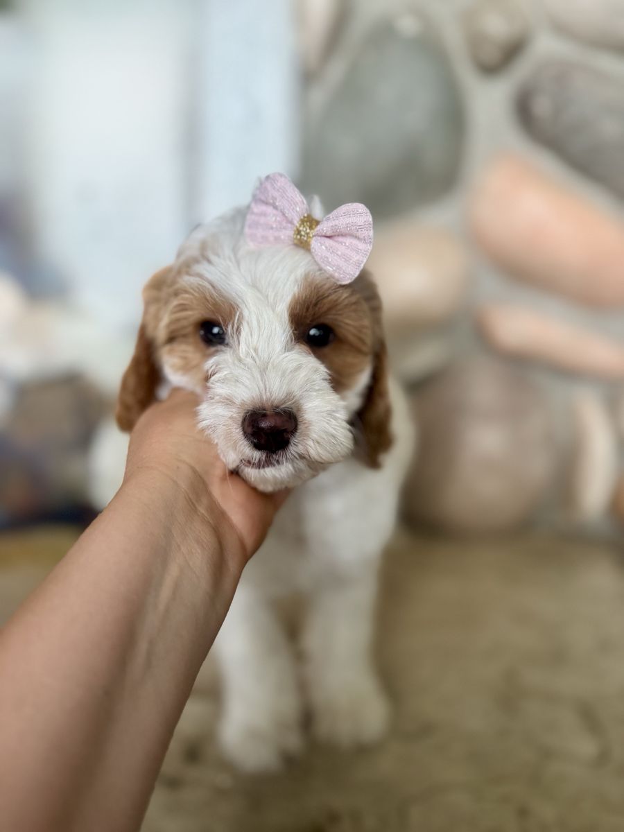 Toy mini Goldendoodle