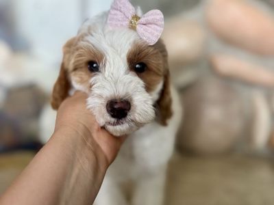 Toy mini Goldendoodle