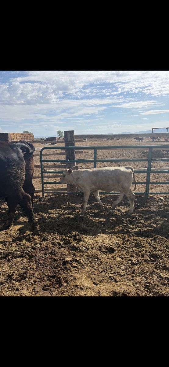 Heifer calf