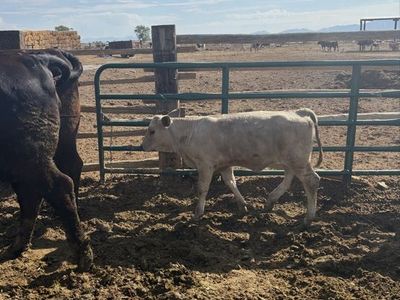 Heifer calf