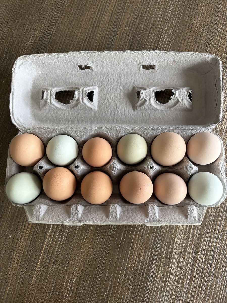 Hatching eggs
