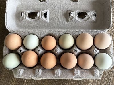 Hatching eggs