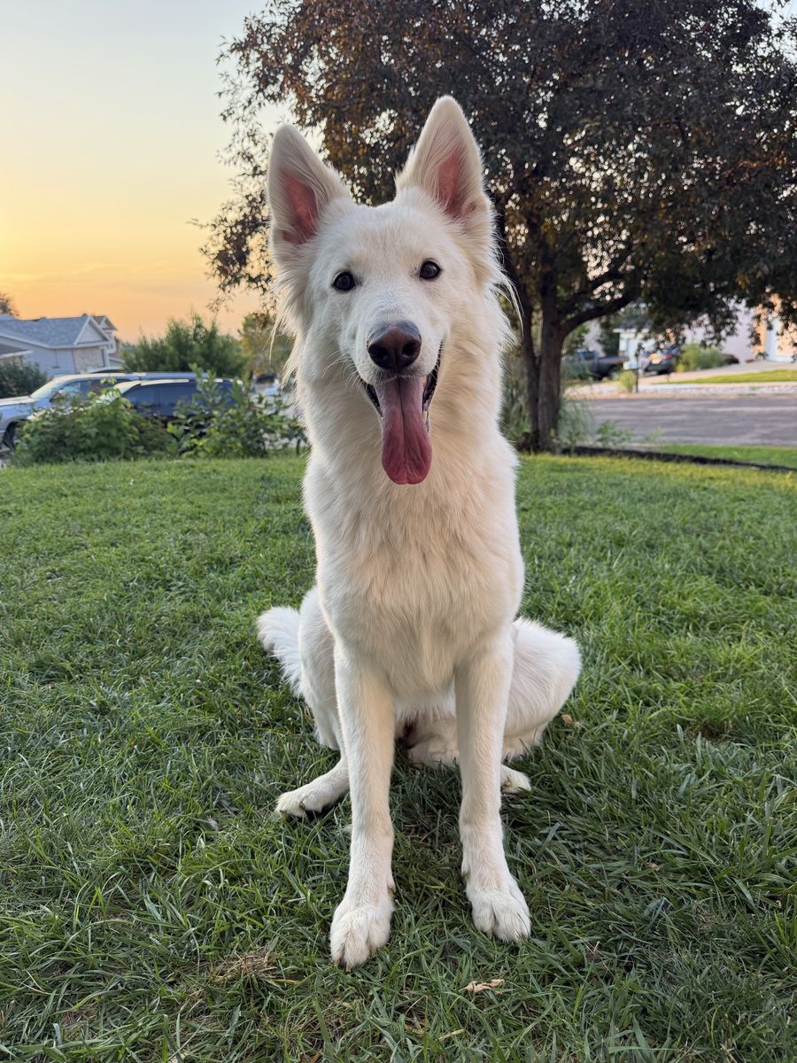 White Swiss Shepherd 