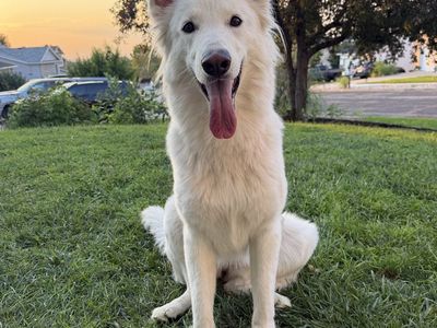 White Swiss Shepherd