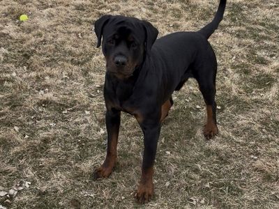 18 Mo Male AKC German Rottweiler