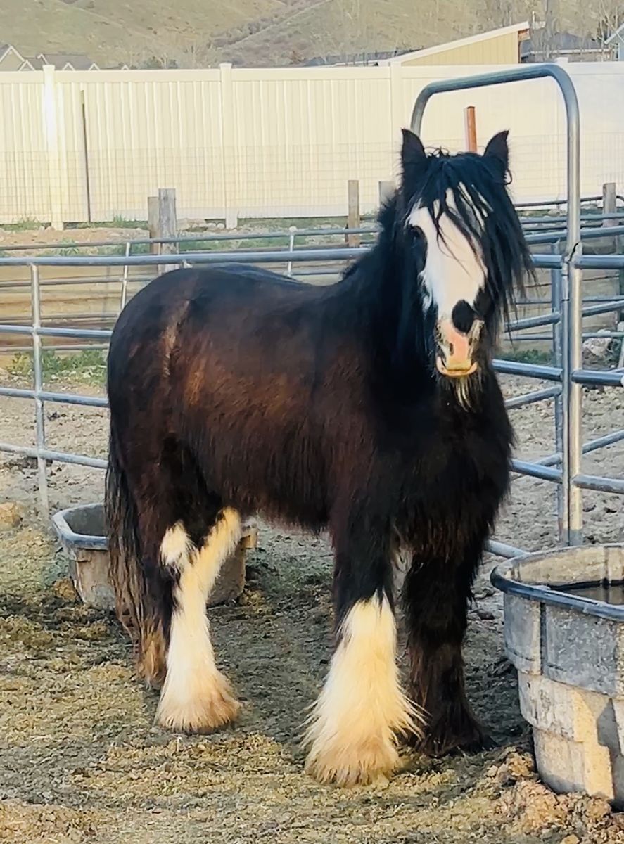 Beautiful Gypsy Vanner Mare!