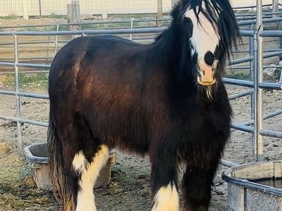 Beautiful Gypsy Vanner Mare!