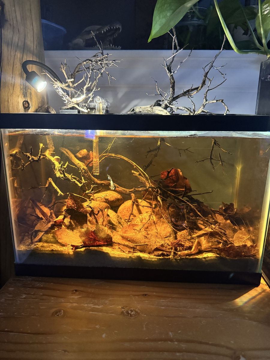 5gal complete black water setup!