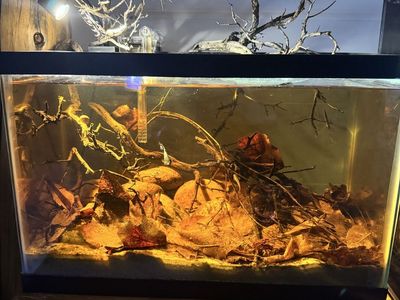 5gal complete black water setup!