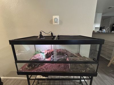 Pastel Ball Python/ Tank And Equipment