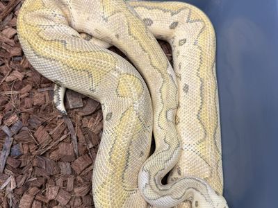 Amazing Adult Ball Pythons!