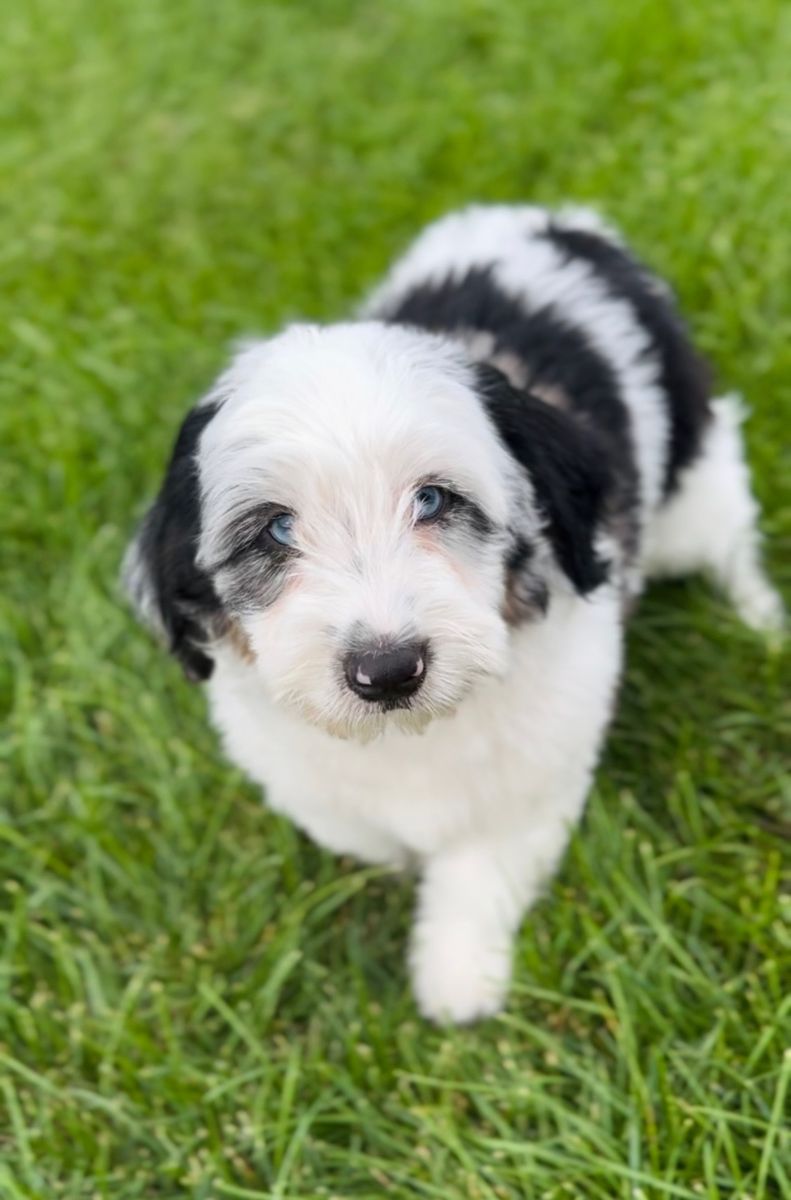 Blue Merle Parti Aussiedoodle mix Male! Like Sheepadoodle, Bernedoodle, Labradoodle, Australian Mountain Doodle!