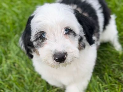 Blue Merle Parti Aussiedoodle mix Male! Like Sheepadoodle, Bernedoodle, Labradoodle, Australian Mountain Doodle!