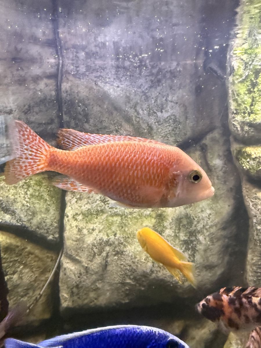 Strawberry/fire Fish Female Peacock Cichlid