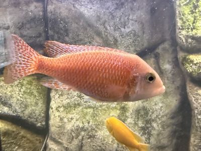 Strawberry/fire Fish Female Peacock Cichlid