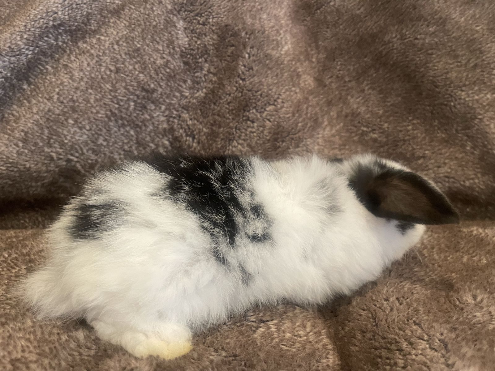Buck Holland Lops