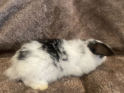 Buck Holland Lops