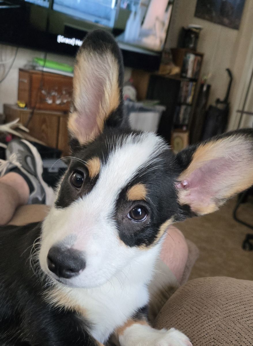 Corgi Puppies