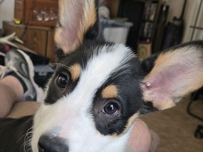 Corgi Puppies