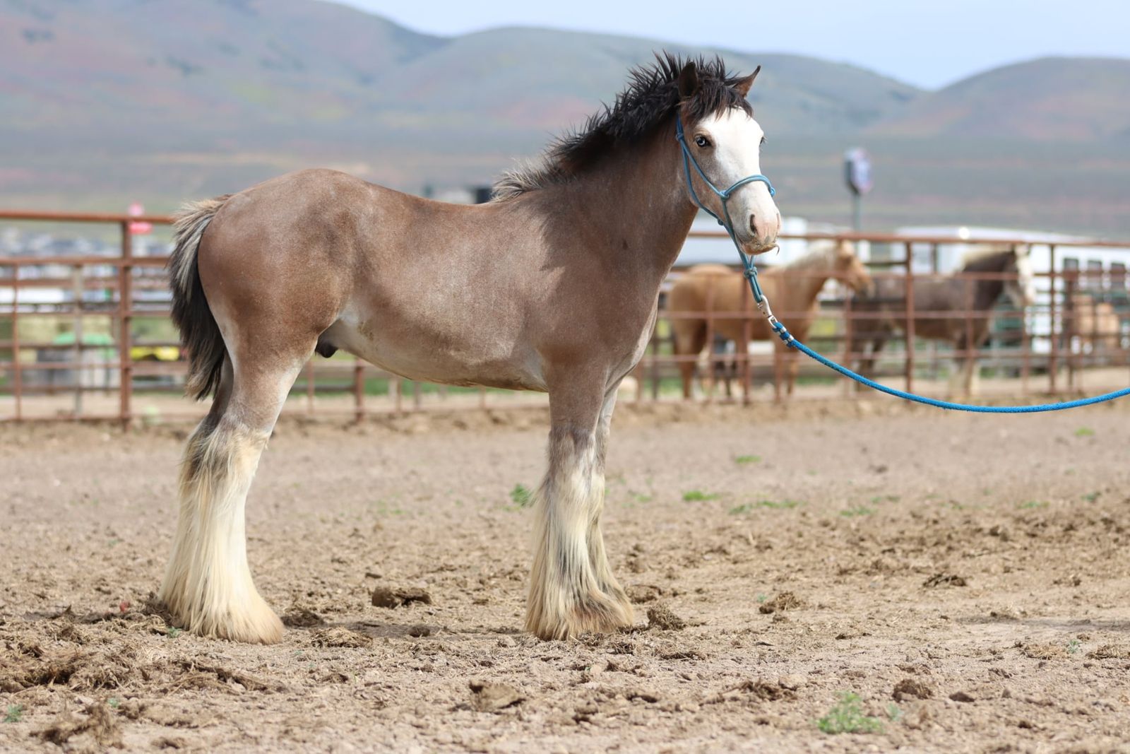 GVHS Yearling Colt-Gypsy Vanner