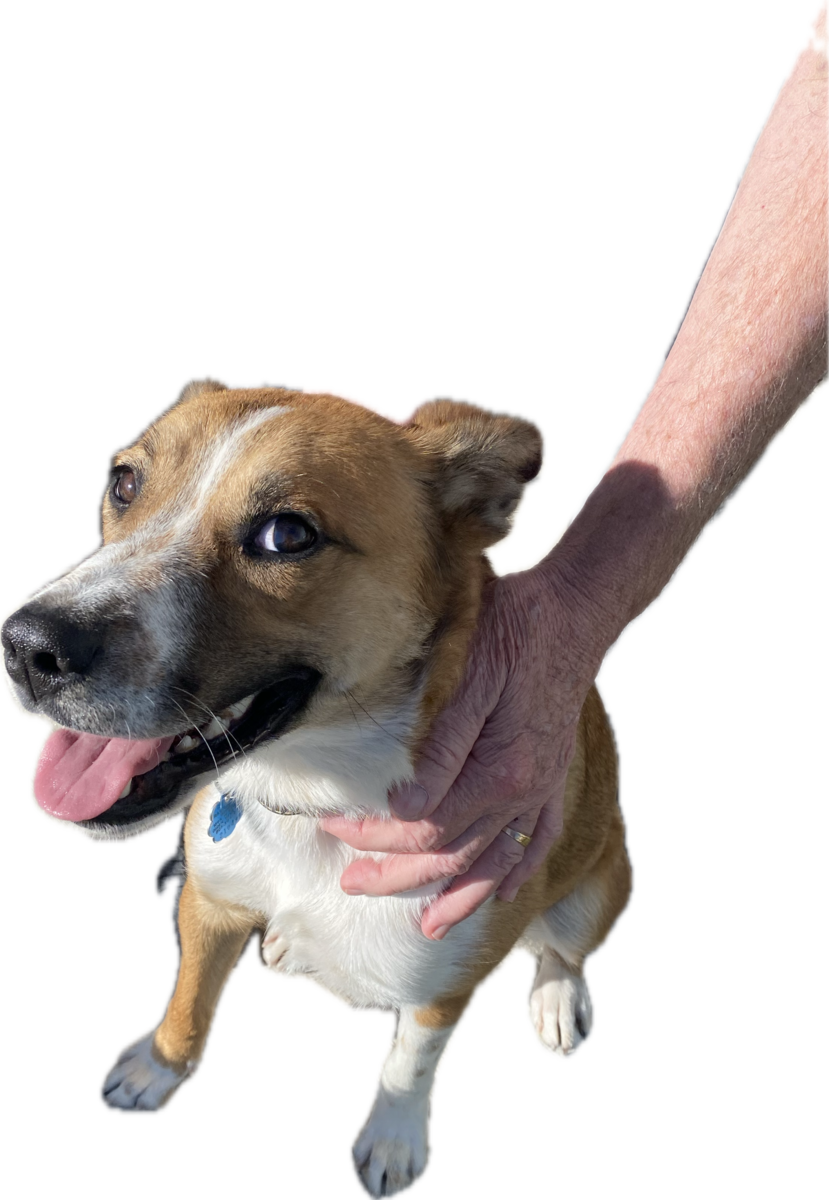 Free Australian Shepherd mix