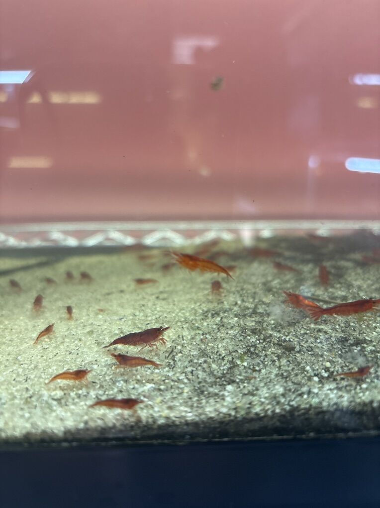 cherry Shrimp $ 3.00 Each