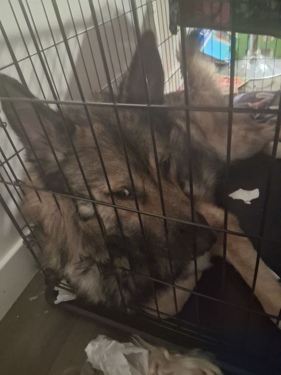 Rowdy Free to loving home