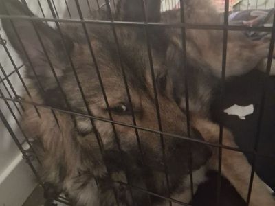 Rowdy Free to loving home