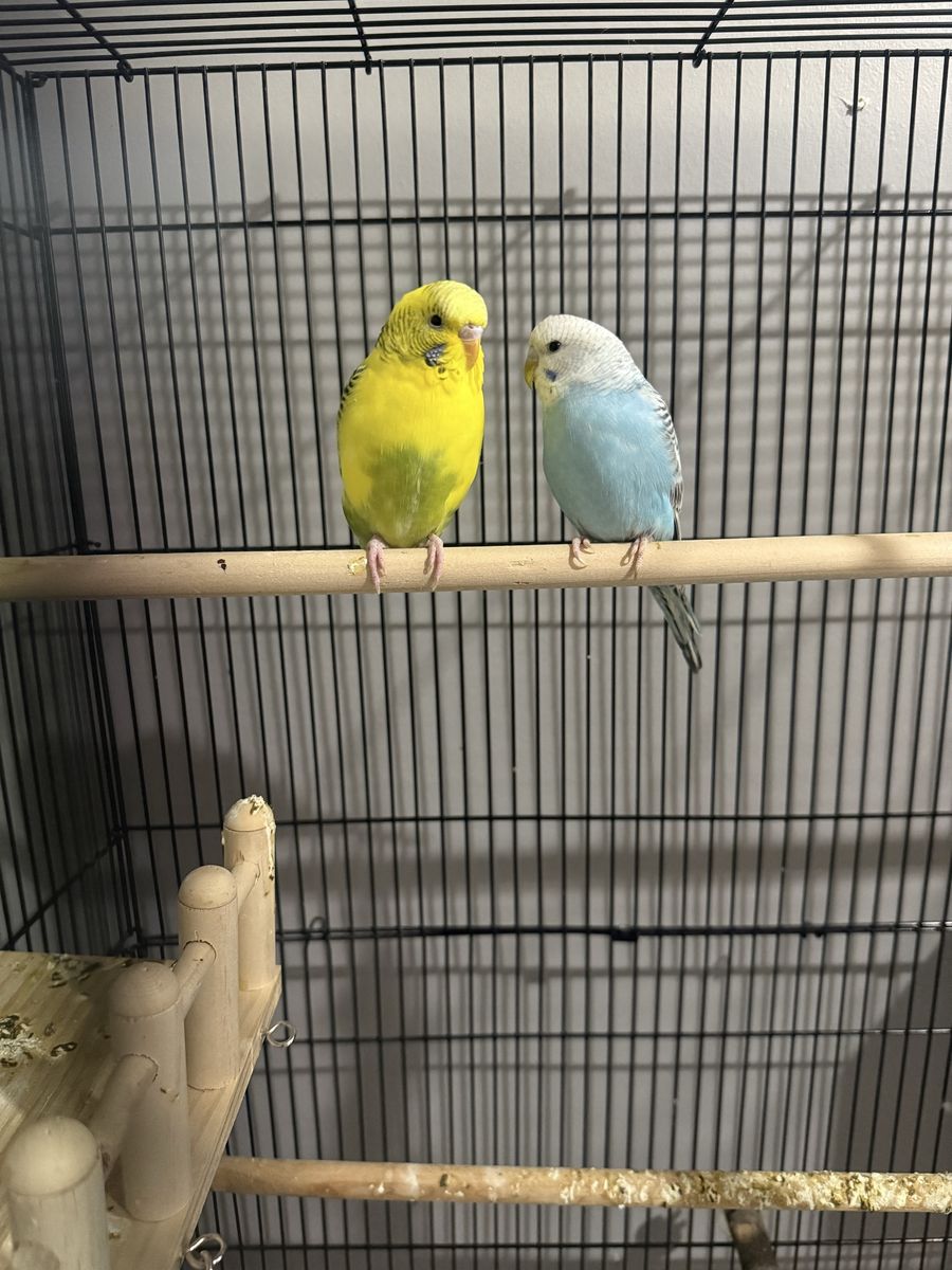 2 Parakeets