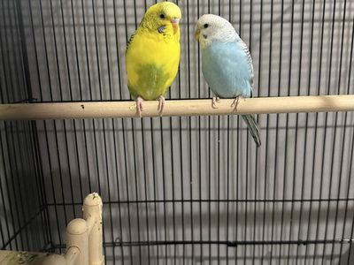 2 Parakeets