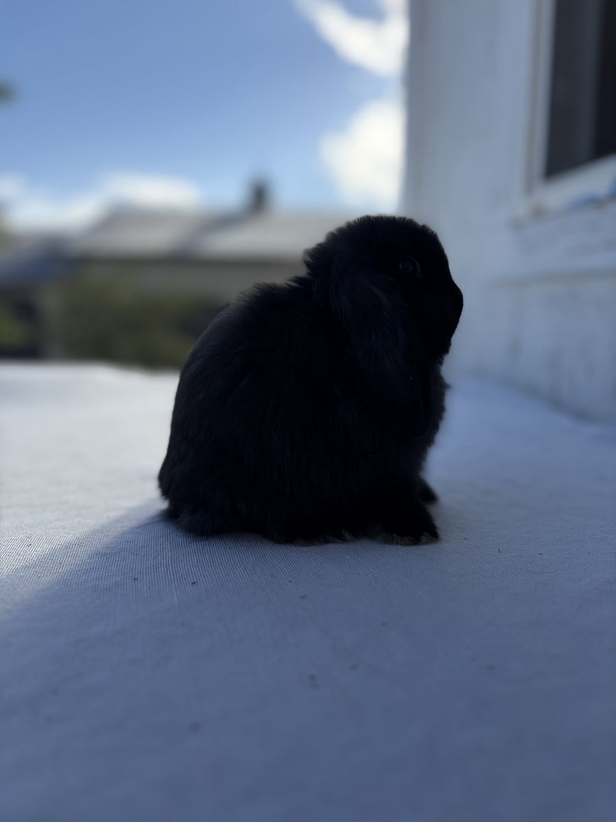 Holland Lop Buck