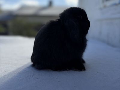 Holland Lop Buck